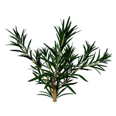 Front view Plant ( Rosemary Rosmarinus officinalis 1) Flower Tree png