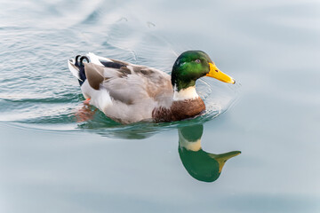 Mallard duck drake in fast flight, closeup. Landing on water surface. With spread wings. Flying over lake. Blurred background, copy space. Genus species Anas platyrhynchos.