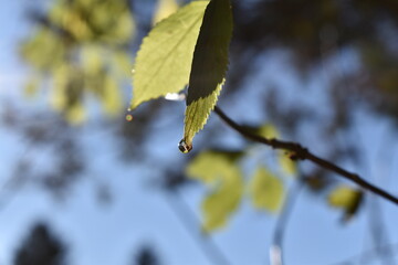 leaves on the tree