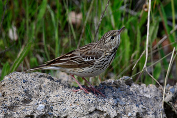 Fototapeta premium Baumpieper // Tree Pipit (Anthus trivialis)