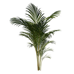 Front view Plant (Golden cane palm Dypsis lutescens 2) Flower Tree png