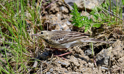 Baumpieper // Tree Pipit (Anthus trivialis)