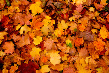 autumn leaves in canada