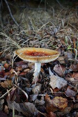 Fliegenpilz in herbstlichem Laub
