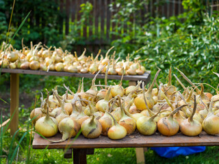 Home grown organic onion bulb (Allium cepa 'Radar') drying outdoors in vegetable garden