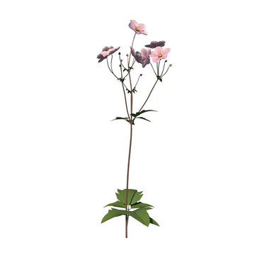Front view Plant Flower ( Chinese anemone Anemone hupehensis 2) Tree png