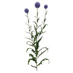 Front view Plant Flower ( Blue Globe Thistle Echinops Bannaticus 1) Tree png 
