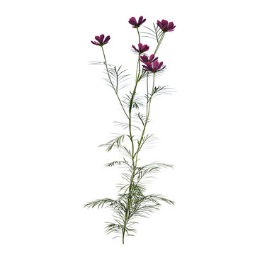Front view Plant Flower ( Cosmos bipinnatus 2) Tree png