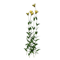 Front view Plant Flower (small woodland sunflower Helianthus microcephalus 2) Tree png 