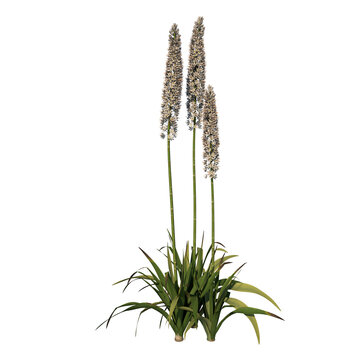 Front view Plant Flower ( Himalayan foxtail lily Eremurus himalaicus 1) Tree png