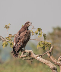 Pallas's fish eagle ( Haliaeetus leucoryphus) Pallas's fish eagle, also known as Pallas's sea eagle or band-tailed fish eagle.