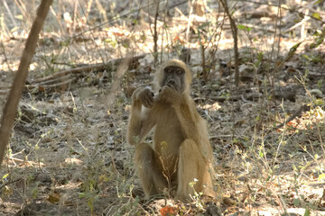Baboon sitting on the ground, Zambia