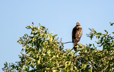 A Red Tailed Hawk Perched on a Tree