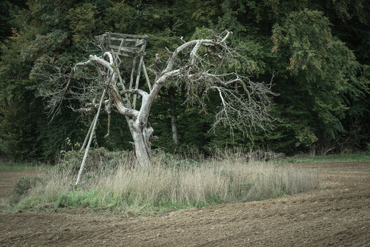 death tree with hunting seat near a wwod