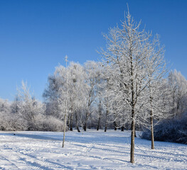 Snow-covered trees in the park, forest - winter hike. trees in winter sunny weather. Winter landscape. White snow on a bare tree branches on a frosty winter day