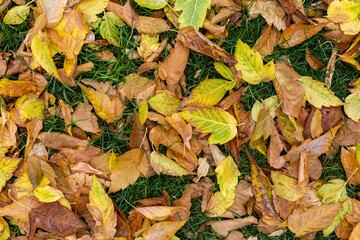 Leaves falling from trees in the fall. Yellow leaves, leaf litter.