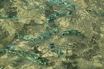détail de poissons dans l'eau