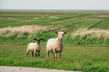 Schafe auf dem Deich