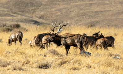 Naklejka na ściany i meble A Tule Bull Elk watching over his Harem in a Grassy Field