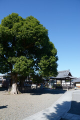 下桂御霊神社　境内の大木　京都市西京区桂