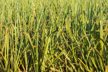 Brazilian sugarcane plantation on sunny day