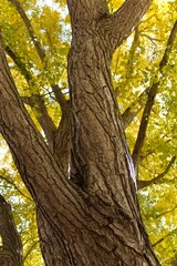 Fototapeta premium Fall Tree at Purdue University