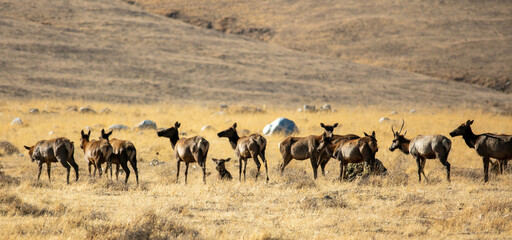 Fototapeta na wymiar A Tule Elk Herd in a dry grassy Meadow
