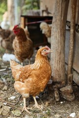 A chicken in a pen on the farm. Pets and birds.