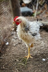 A cockerel with curly feathers on a farm. Pets and birds of various breeds.