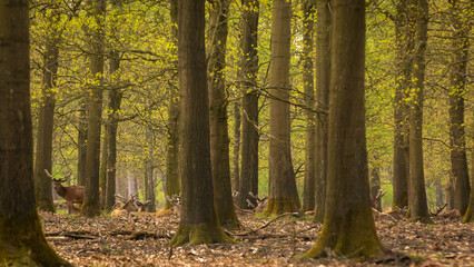 Fototapeta premium deers in the forests of the Veluwe