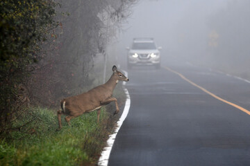 White tailed deer doe walking on road through morning fog in front of an oncoming car	