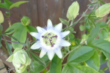  passiflora, passionflower