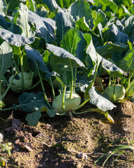 Kohlrabi plant with tuber just before harvest in a field