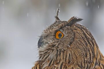Eurasian Eagle-Owl (Bubo bubo) is Inhabits forests and steep cliffs. It lives in Asia, Europe and North Africa.