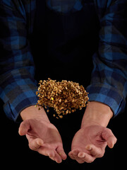 Lentils grains in hands on a dark background. Hands of man pour grain of lentils. Close-up