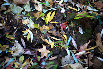 Colorful red, yellow, green and brown leave on the ground