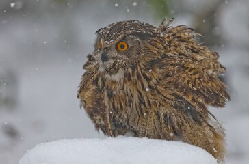 Eurasian Eagle-Owl (Bubo bubo) is Inhabits forests and steep cliffs. It lives in Asia, Europe and North Africa.