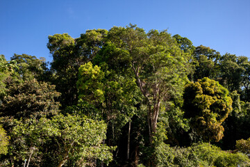 Fototapeta na wymiar Atlantic forest and rainforest. Row of trees and bushes. Blue sky background. Itaipava, Rio de Janeiro, Brazil