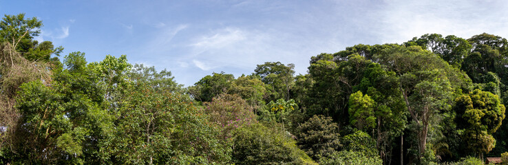 Fototapeta na wymiar Atlantic forest and rainforest. Row of trees and bushes. Blue sky background. Itaipava, Rio de Janeiro, Brazil