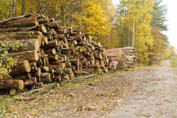 Log trunks stacked in the forest along the road.