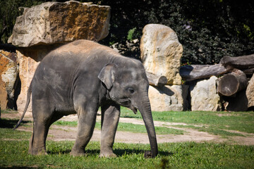 Portrait of boy indian elephant in zoo. He is so big, he is walking in his habitat.