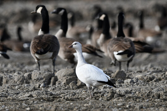 Cute rare juvenile Ross's goose rests in with a flock of Canada Geese at a construction site during its migration south from the Arctic	