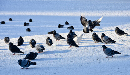 winter day. snow on the pond. sunny and frosty day. Pigeons birds walking on the snow frozen pond