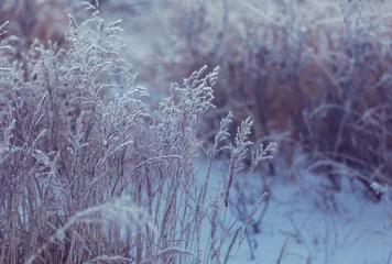 Selbstklebende Fototapeten Frozen meadow © Galyna Andrushko