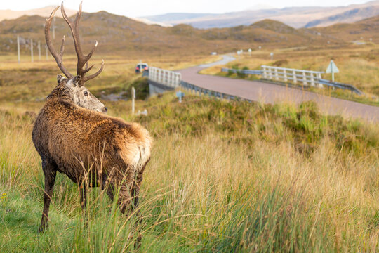 Callum The Stag Looking Down The Road.  This Famous Stag Roams Around A Small Car Park Looking For Food From Visitors In Glen Torridon, Scottish Highlands.
