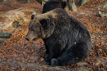 Brown bear (Ursus arctos) on autumn background. Wild grizzly in the zoo enclosure. adult bear