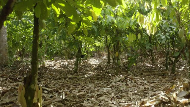 Aerial shot inside a cocoa field with flourishing cocoa trees, in Ivory Coast