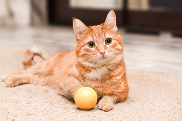 Fototapeta na wymiar ginger cat lies with the ball and carefully looks to the side