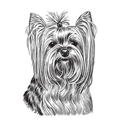 Dog yorkshire terrier sketch hand drawn in engraving.Vector illustration. - obrazy, fototapety, plakaty