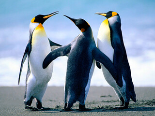 Penguins in polar area.